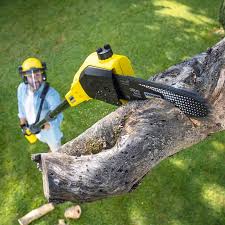 How Our Tree Care Process Works  in Lake Mary, FL